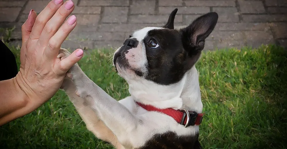 The Paw Depot Franchising Informaton