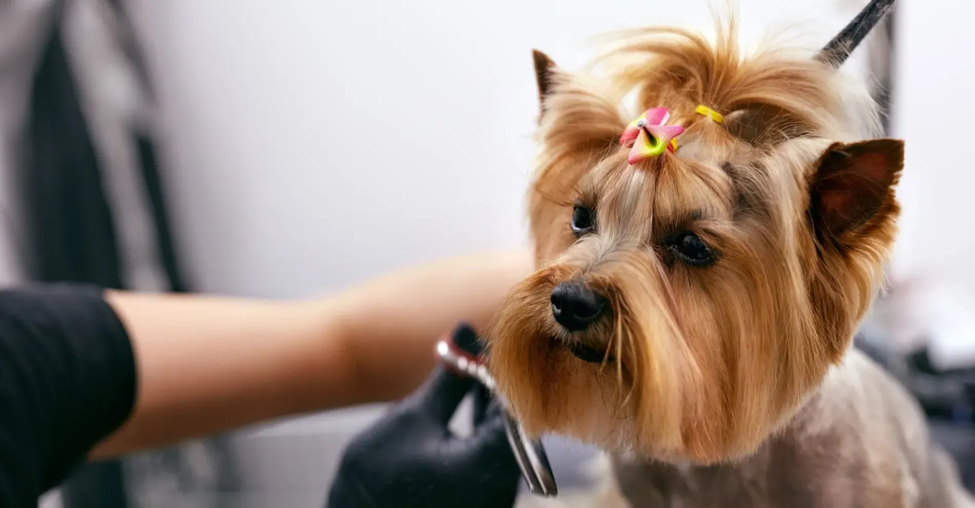 Woof Gang Bakery & Grooming Franchising Informaton