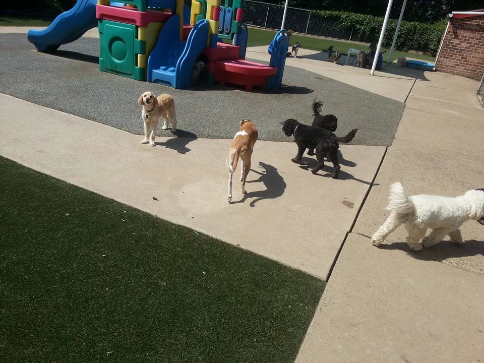 Preppy Pet Franchising Informaton